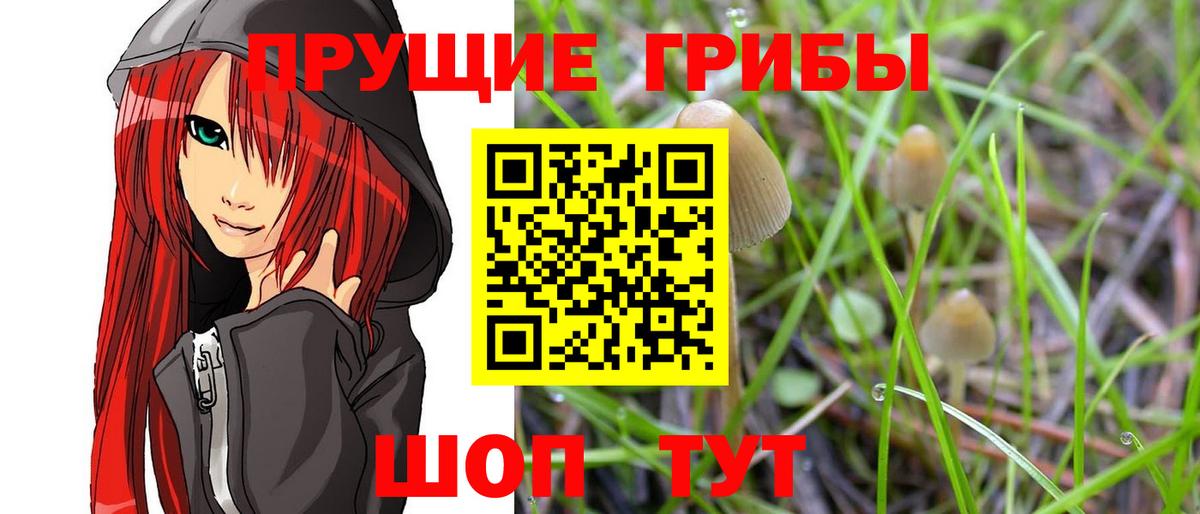 Апшеронск  Галлюциногенные грибы мицелий  Вход с VPN  Псилоцибиновые грибы Psilocybe 